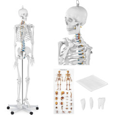 Cilvēka skeleta anatomiskais modelis 176 cm + Anatomisks plakāts