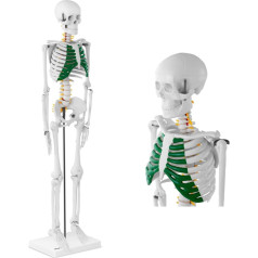 Cilvēka skeleta anatomiskais modelis 85 cm