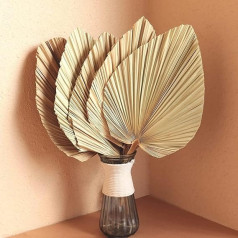 Dried Palm Leaves, 5 Pieces, 18 Inch Large Natural Trimmed Palm Tree Spear Tropical Palm Leaves Fans Boho Wedding Decor Hawaiian Luau Party Holiday Kitchen Table Dried Flowers Pampas Grass Decoration