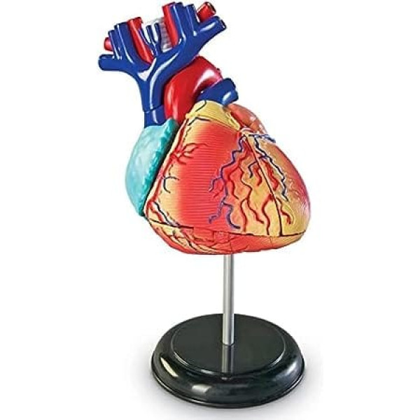 Heart Model