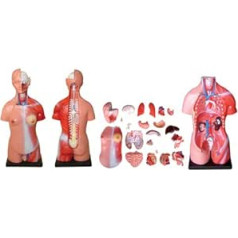 66Fit Unisex-Torso - 23 Einzelteile - 45 cm