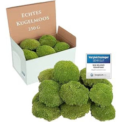 Ball Moss Light Green Preserved 250 g Real Bollenmoss for Moss Pictures Durable Moss for Crafts Weatherproof Light Green Iceland Moss