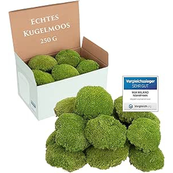 Ball Moss Light Green Preserved 250 g Real Bollenmoss for Moss Pictures Durable Moss for Crafts Weatherproof Light Green Iceland Moss