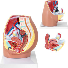 3D sievietes iegurņa anatomiskais modelis 1:1 mērogā