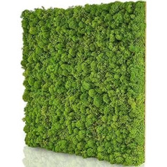 naturewalls Moss Peel, Moss Wall DIY, Moss Sheet Made of Real Iceland Moss Plant Picture, Basic 50 x 50 cm