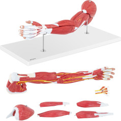 1: 1 mēroga 3D rokas anatomiskais modelis