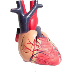 VAKUU Orgelmodell Menschliches Herzmodell, viszerales Anatomiemodell, PVC-Material, für naturwissenschaftliches Klassenzimmer, Studium, Anzeige, Unterricht, medizinisches Modell Anatomiemodell