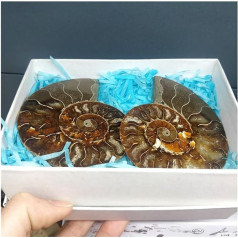 DOUPE Healing Crystal Decoration Natural Pair Original Ammonite Fossil Set Ammolite Conch Specimens Folk Crafts Collectibles Gift Boxes Archaeological Studies (Size : 1 Set)