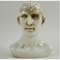 Phrenologie-Kopf, weißer Marmor-Harz, einzigartige Heimdekoration, traditionelles, medizinisches Zubehör, 15 cm hoch