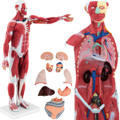 Cilvēka ķermeņa 3D anatomiskais modelis, 27 elementi, 76 cm