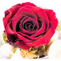 Eternal Rose in Glass – Handmade – Colourful Infinity Roses Flowers Decoration Gifts, Preserved Roses Rose Head in Glass with Gift Box 3 Years Shelf Life (Dark Red)