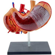 SUCHUANGUANG Realistisches 4D-Magenanatomiemodell für medizinische Ausbildung und Studium. 4D-Magenanatomie-Magenmodell mit detaillierten Etiketten