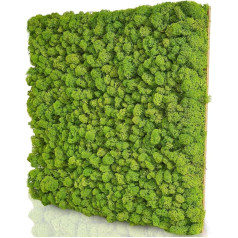 Naturewalls Moss Peels - Moss Picture Iceland Moss - Make Your Own Moss Wall - Moss Sheet | Premium - 50 x 50 cm