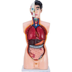 LCKDY Organ Model Human Torso Skeleton Model Human Anatomy Teaching Model Made of PVC Suitable for Teaching and Teaching Anatomy Model