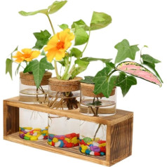 Glass Plant Station Desktop Hurricane Vases - Innjoii Plant Propagation Terrarium with Lid and Wooden Stand 3 Cylinder Vase for Propagating Hydroponic Plants Centrepiece Office Home Wedding