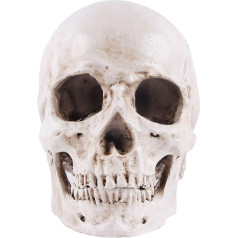 Happyyami Life Size Human Skull Model Resin Head Skull 1:1 Ornament Human Skull Head Bone for Halloween Craft Decoration Sketch Supplies