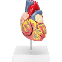 Human Heart Model 48 Anatomical Internal Structures Medical Heart Model Anatomically Precise Numbered in 2 Parts 3 x Removable Parts for Educational Purposes