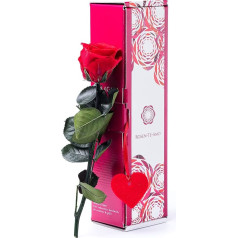 Rose Te-Amo - Preserved & Durable Roses Gift Set, Handmade Decoration - Newage, 27,5