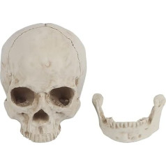 Human Skull Resin Skull Model White Resin 1 Piece White Resin Human Skull Life Size Drawing Model Replica Drawing Party Ornament