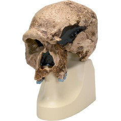 3B Scientific - Skull replica Homo steinheimnensis (Berkhemer, 1936)