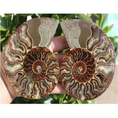 MEIGUI 365 g 1 Pair Split Ammonite Fossil Specimen Shell Rock Crystal