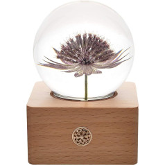 Dr. Pets Miss LI Garden Forever Astrantia Major Crystal Ball Wife Girlfriend Women Anniversary Mother's Day Birthday Valentine's Day Home Decor (9th Astrantia Major)