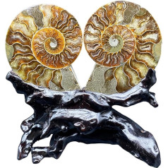 FHUILIJH Paläontologische Fossilien - Natürlicher Wurm Fossil Steinprobe - mit Wurzelschnitzsockel, für fossile Ornamente, Wissenschaftssammlung