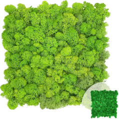 GJS Moss Picture – Moss Mat / Moss Plate (30 x 30 cm) Made of Real Iceland Moss for Moss Wall/Plant Picture/Decorative Panels for Crafts/Making Yourself