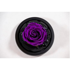 YourRoses® Real Premium Rose in Glass with a Beautiful Gift Box, Long Durability and Elegant Gift as a Token of Love, a Gift from the Heart Nobel Purple