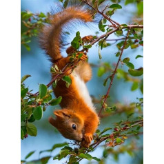 RAILONCH 5D Diamond Painting Set, Squirrel DIY Diamond Painting, Round Full Diamond Painting Embroidery Kits, Cross Stitch Arts Craft for Home Wall Decor (C, 30 x 40 cm)