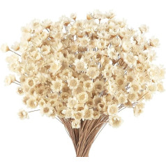 Pack of 300 Dried Flowers Brazilian White Small Star Flower Flowers Mini Dried Bouquet Daisy Mini Chamomile Bouquet for Flower Arrangement Wedding 300 Pieces Star Dried Flower