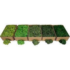 Hello Moss Iceland Moss Norwegian 0.5/1 kg - Preserved Moss Live, Fully Organic - Moss Decoration Ideal for Easter, Christmas Decorations - Craft Moss, Terrarium Moss (1 kg, Medium Green)