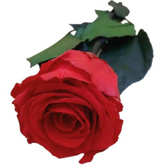 Eternal Rose Natural Preserved Gift Idea for Mum Girlfriend Grandma Sister Girlfriend Wife Anniversary Birthday Christmas Gift for Women I Love You As