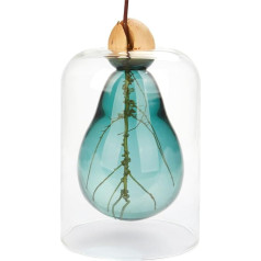 balvi Seed Grower Avocado Vase Colour Green Avocado Grower Glass