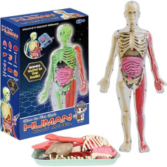 Anatomy Model, 9 Piece Glow in the Dark Torso Educational Science Kit for Adults and Kids, Ages 3+