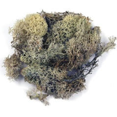 Rayher 8500331 Iceland Moss, Natural, Bag 1 kg, Real Natural Moss (Iceland), Preserved, Cleaned, for Crafting, Decorative Moss for Easter, Christmas, for Model Making