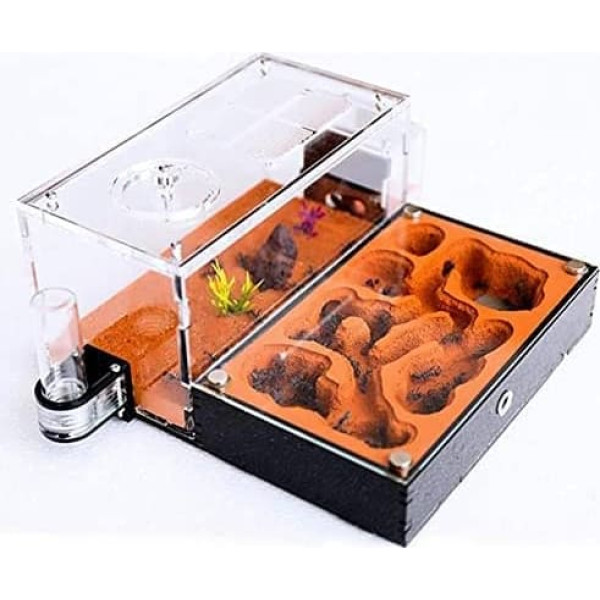 Flaches Ameisenfarm aus Acryl, großes Gips, Ameisennest, großer Gips, Ameisenhaufen, Insektenschloss, Werkstatt, Villa Ameisenhaus mit Futterfläche (B+ 22,3 x 19,7 x 9,5 cm)