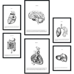 Set of 6 Posters of Internal Organs. Collection of Aesthetic Collage Panels for Interior Decoration Sizes A3 and A4. With Black Frame