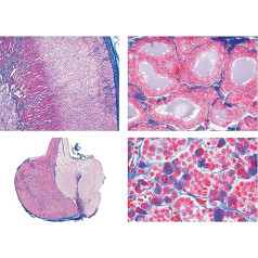 LIEDER Biology Microscopy Micropreparations Series Reproductive Organs
