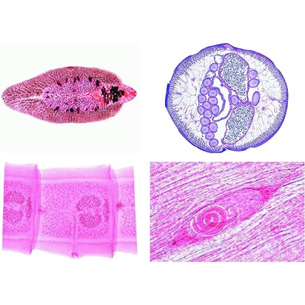 Lieder Parasitology Series
