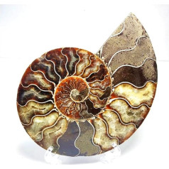 Healing Crystal Decoration. Approx. 12*16cm Natural Nautiloidea Jade Ammonite Fossil Slice Madagascar Seashell Conch Sea Snail Fossil for Healing Gift (Color : Dark Brown)