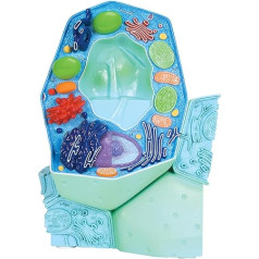 3B Scientific R05 Plant Cell Model