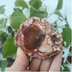 MEIGUI Natürliches versteinertes Holz Fossil Crystal polierte Scheibe Mineral Probe Holz Fossile Geschenke bergkristall (Size : 12-13cm)