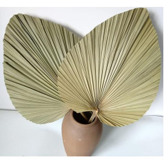 60 x 40 cm Dried Palm Leaves, Giant Palm Leaf Fan, Natural Leaves for Boho Wedding, Home Decoration, Pack of 2