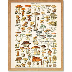 Millot Encyclopedia Page Mushrooms Fungus Art Print Framed Poster Wall Decor 12 x 16 Inch Side Wall Decoration