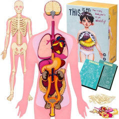 Anatomy Skeleton Anatomy Model Children's Anatomy Human Body Skeleton Life-Size Anatomy Skeleton Anatomy Life-Size Montessori Toy from 5 Years Learning Games from 5 Years