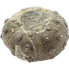 dickisicidaris turbeti Seeigel Fossil (Fossilien) UUM209