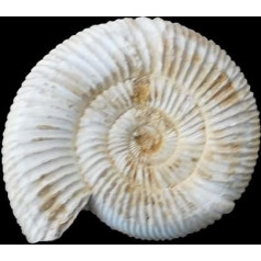 Kranaosphinctes Rabei Ammonit Fossil (Fossilien) AMO12