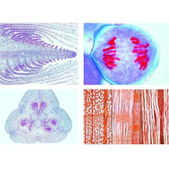 Biology Microscopy Microscopy Series Flowering Plants (Phanerogamae): Basic series