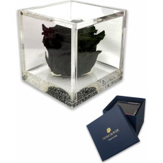 S 101 Luxury Rose Stabilised Real Cube Plus Thick Cube Luxury 8 and Luxury Gift Box Pink Stabilised Red Gift Idea for Her Gift for Women Pink Black 10cm 7